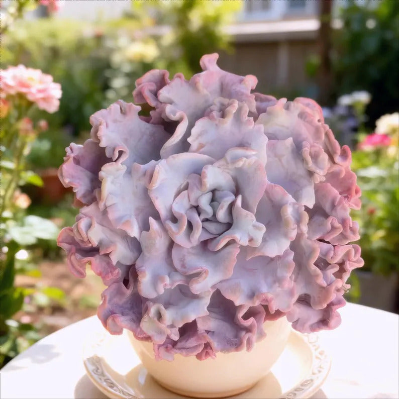 Crispate Beauty Rare Succulent Plants, 3.5" Green Imported Live Succulent Plant, Indoor Office Wedding Party Decor Gifts