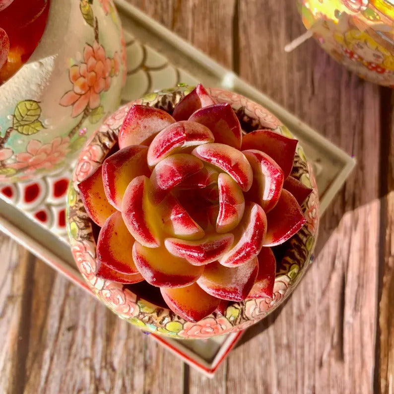Sculptural Rosette Succulent - Echeveria 'Daredevil' - Vibrant and Low-maintenance