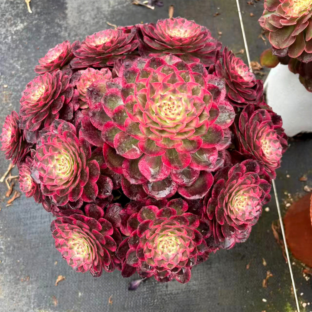 Aeonium 'Peacock Plume' Variegata - Extra-Large 12" A Lush Floral-bouquet Appearance Succulent - Striking Collectible Plant