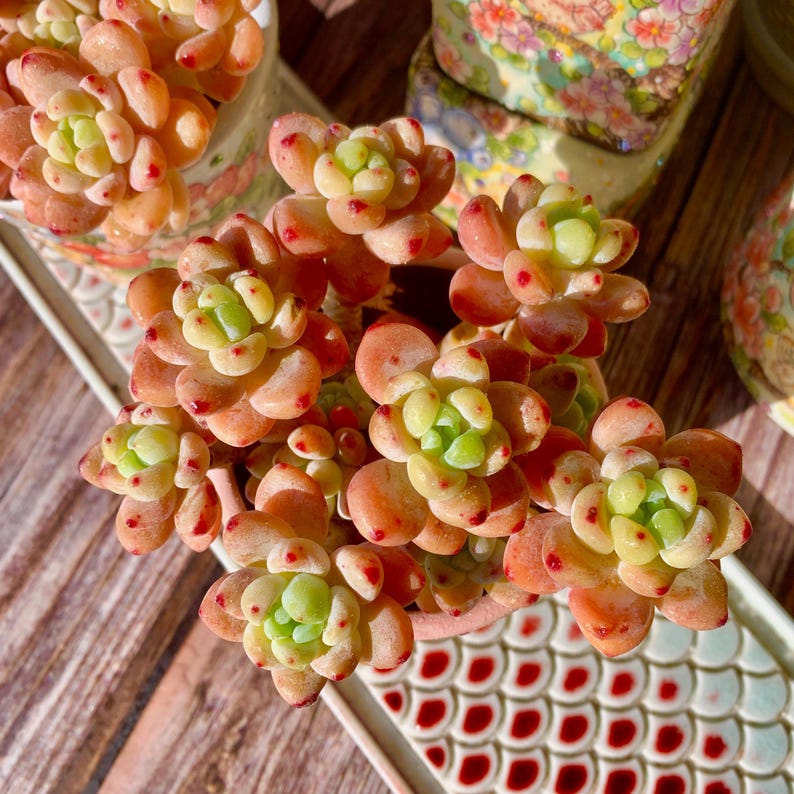 [Mother's Day Gifts] A Rarely Succulent With Delicate Fragrance - Sedum Clavatum Variegated - Compact Rosettes as Decorative Plants