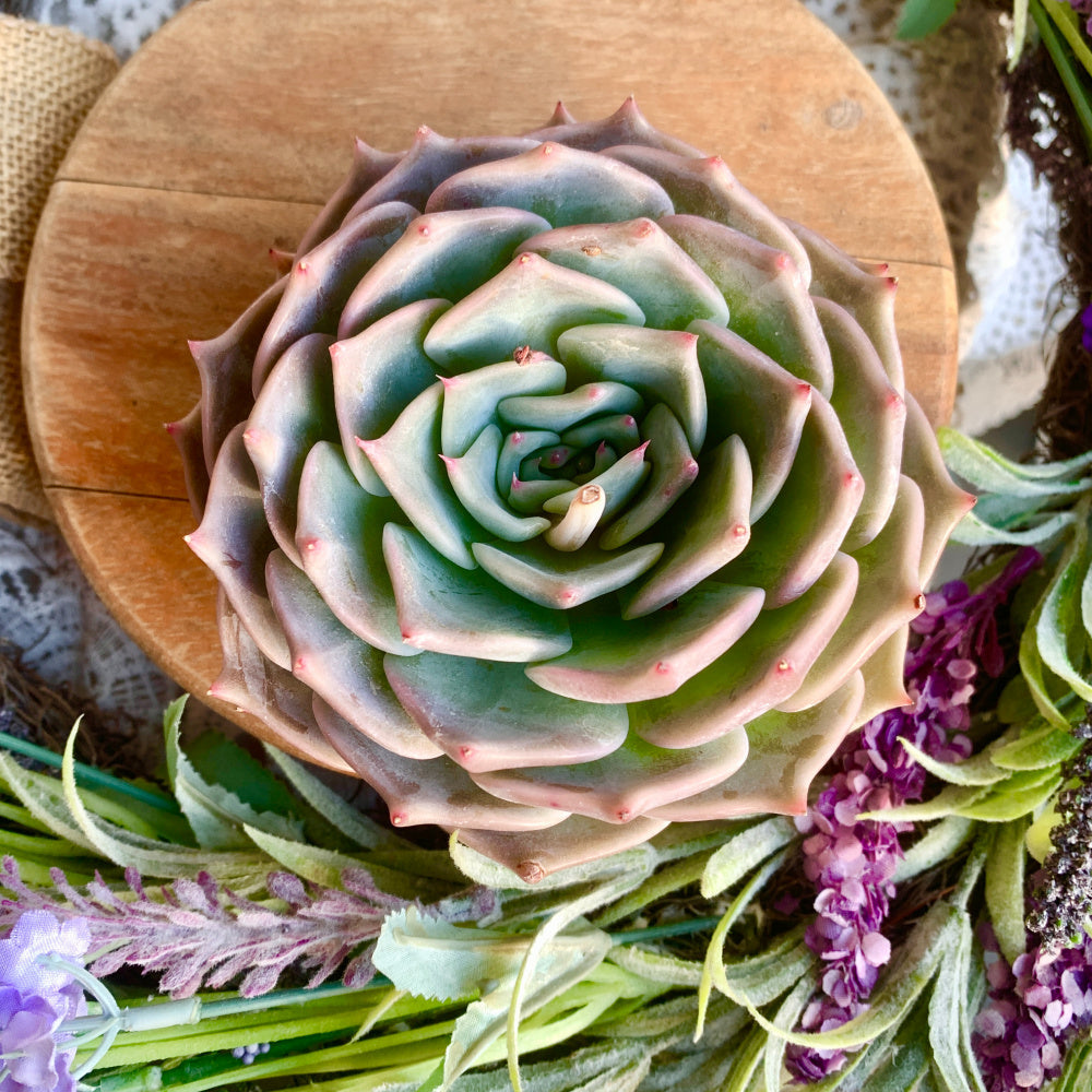 Echeveria 'Cupid' - Single Diameter Approx. 4"