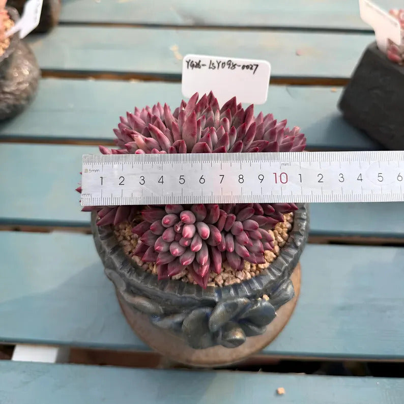 4-Year-Old Rare Echeveria 'Pink Cherry' Succulent 4.5-inch Mature Plant No. LSY098-0027