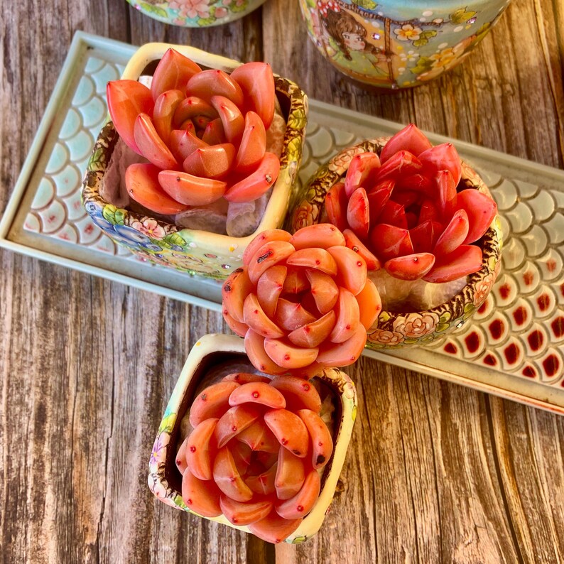 Rare Rosette-forming Succulent - Echeveria 'Champagne' - Highly Valued For Drought-tolerant and Unique Color Transformations