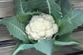 Cauliflower Seeds | Snowball Y Improved Heirloom Variety | Brassica oleracea var. botrytis | 100 Seeds