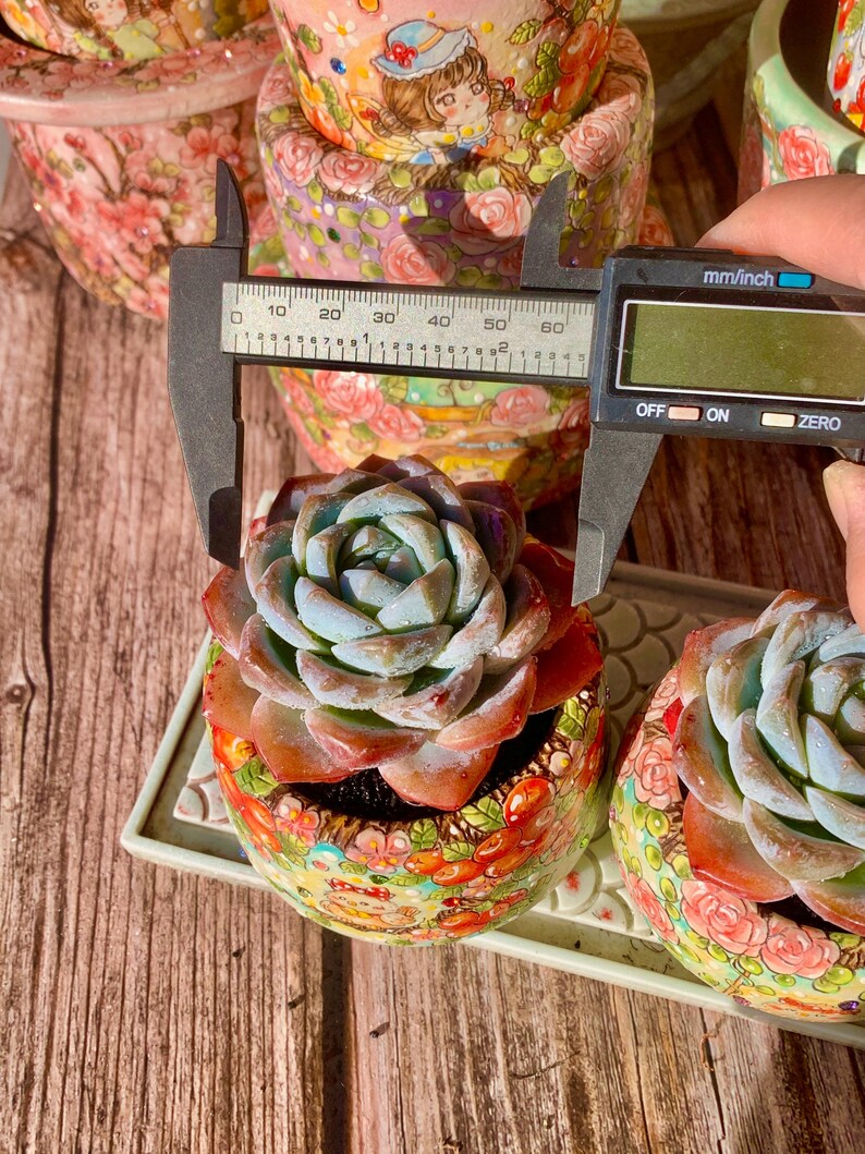Echeveria 'Ice Green' Single-headed Approx. 2.5 inches in Diameter