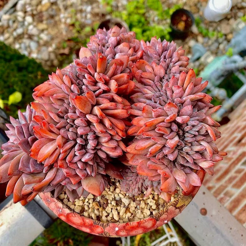 Boutique Rare Succulents/Echeveria Orange Monroe Crested /What You See is What You Get /Bare Root Without Soil Pot/Plants Gifts