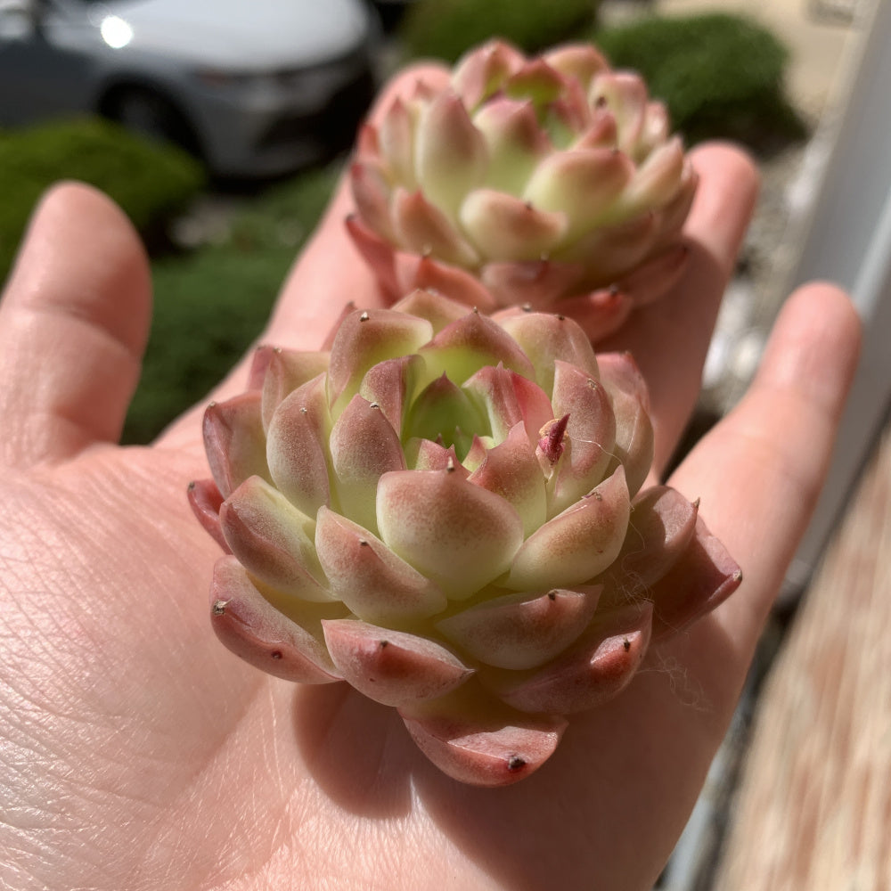 Echeveria 'Dreamlike Nebula' - Single Diameter Approx. 2"-2.5"