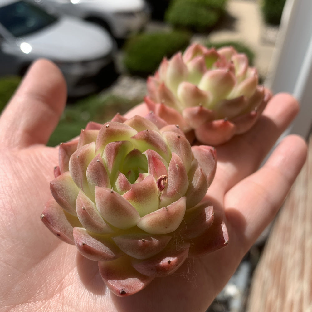 Echeveria 'Dreamlike Nebula' - Single Diameter Approx. 2"-2.5"