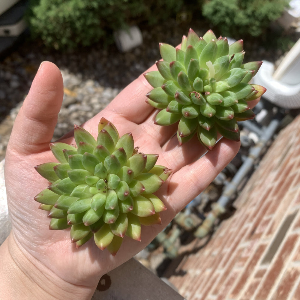 Father's Day Gift: Echeveria 'Oracrium' - Sought-after Rare Succulent - Prized For Its Needle-like Foliage