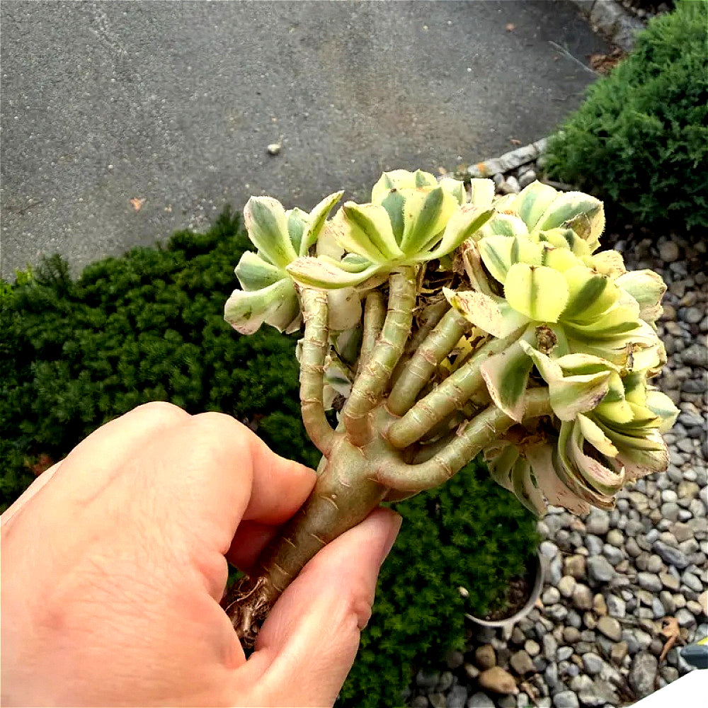 Luxury Rare Small-Bouquet-Style Succulent - Aeonium 'Maybach' Variegata Cluster - Perfect As Wedding Favors or Indoor Decor