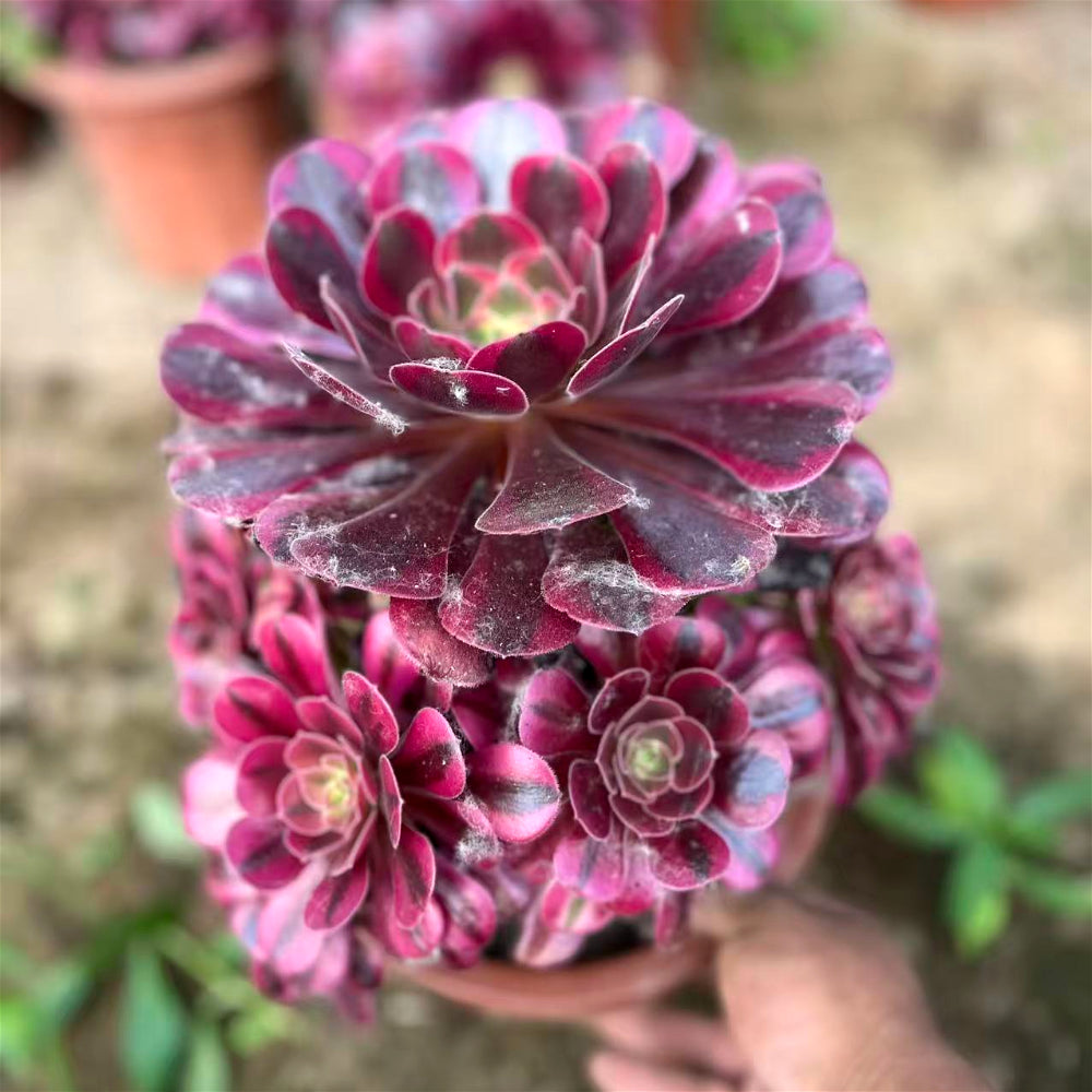 Aeonium 'Medusa' Variegated Extra-Large 8"–10" Diameter - Multi-Rosette Specimen Striking Collectible Succulent