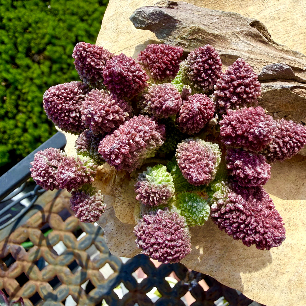 Collector Favorites Succulent - Adromischus Marianiae var. Herrei - Rare Incredible Bumpy Textures And Variations In Color