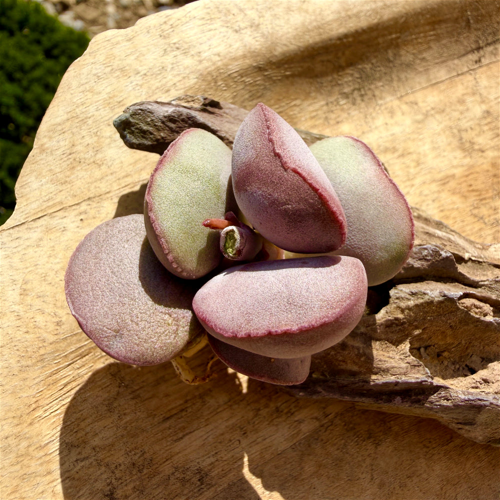 Adromischus Marianiae 'Hallii'