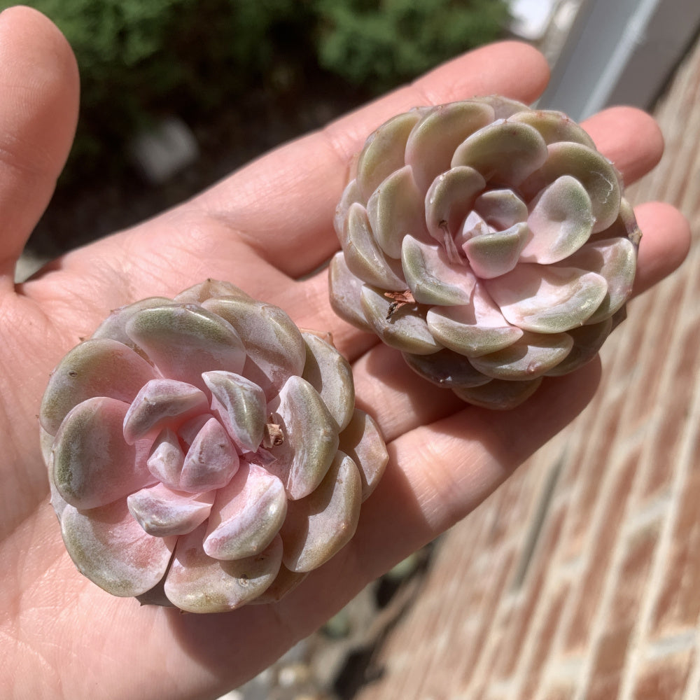 Echeveria 'Teddy Bear Burger' - Single Diameter Approx. 2"-2.5"