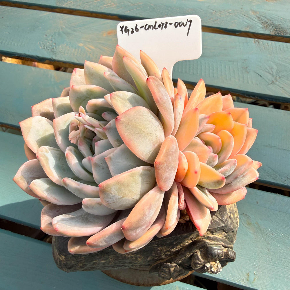 CML078-0007 Exact Plant Shown – Echeveria 'Orange Monroe' Variegated 4.5" Mature Plant | What You See Is What You Get Rare Succulent