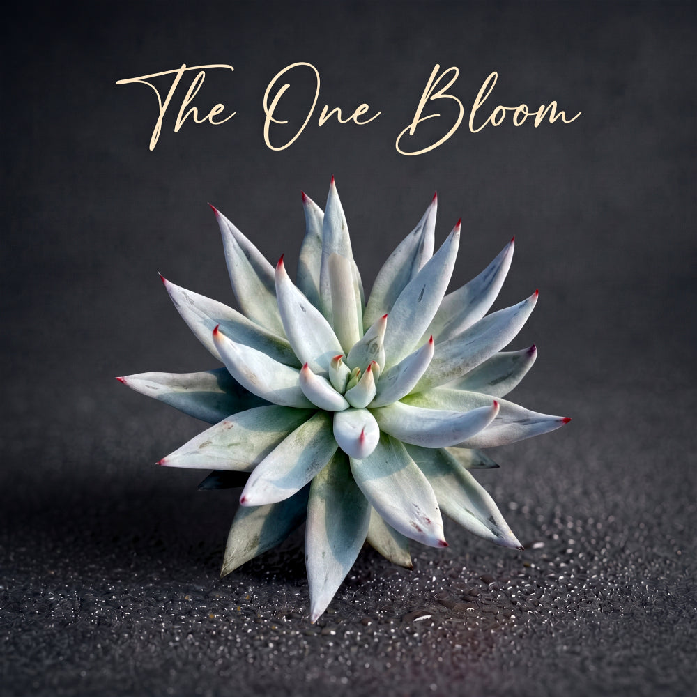 Echeveria Unguiculata - A Solitary Rosette Rare Succulent - Easy-care Plant Ideal For Windowsills and Desks