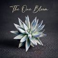 Echeveria Unguiculata - A Solitary Rosette Rare Succulent - Easy-care Plant Ideal For Windowsills and Desks
