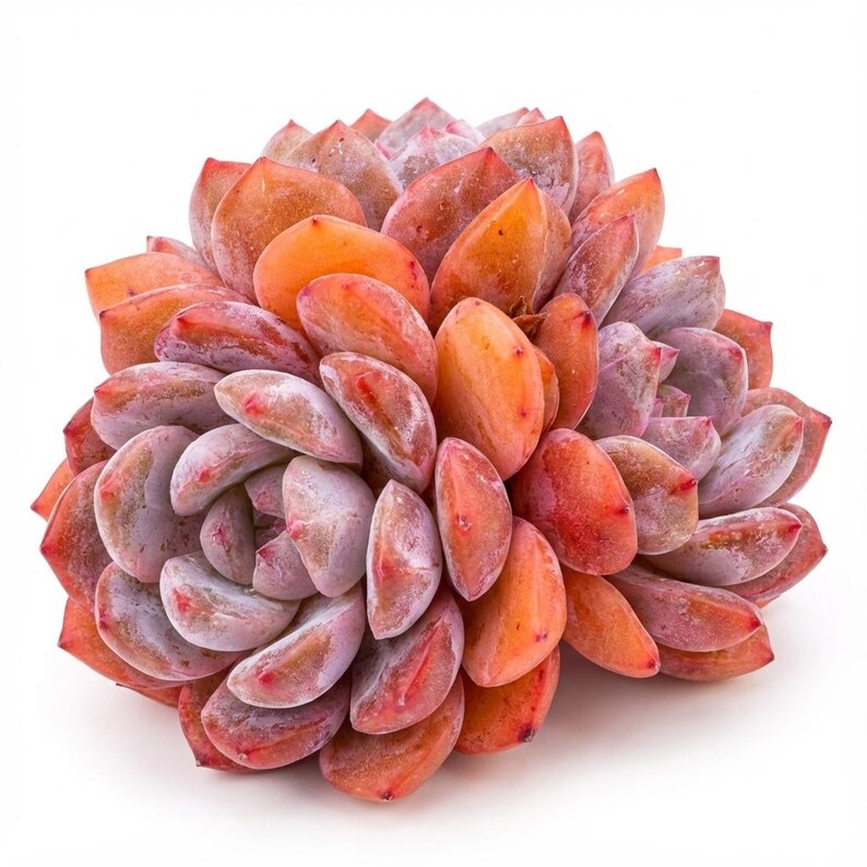 Echeveria 'Snow Angel' Multi-stemmed Cluster Approx. 3–3.5 inches Across