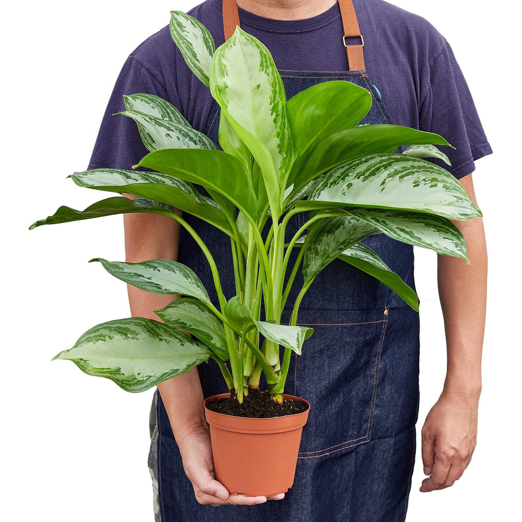 Aglaonema Chinese Evergreen 'Silver Bay'