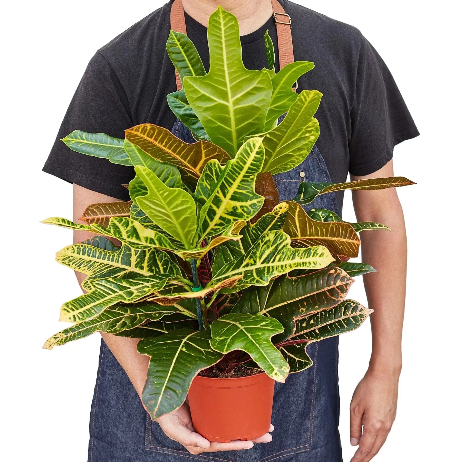 Croton 'Oak Leaf'