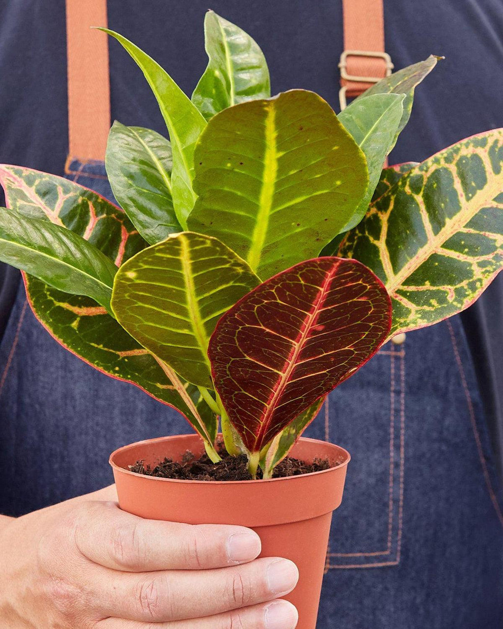 Croton Petra Codiaeum Variegatum Pictum  'Joseph's Coat'