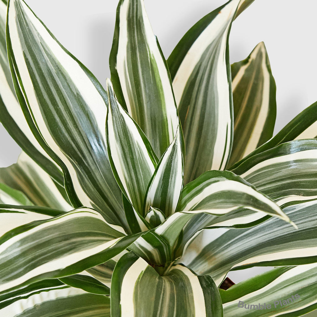 Dracaena 'Warneckii White Jewel'