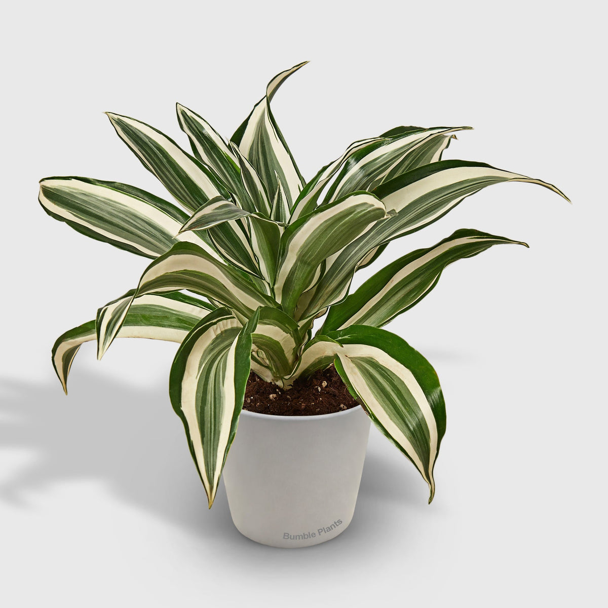 Dracaena 'Warneckii White Jewel'