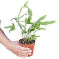 Phlebodium Aureum 'Blue Star' Fern