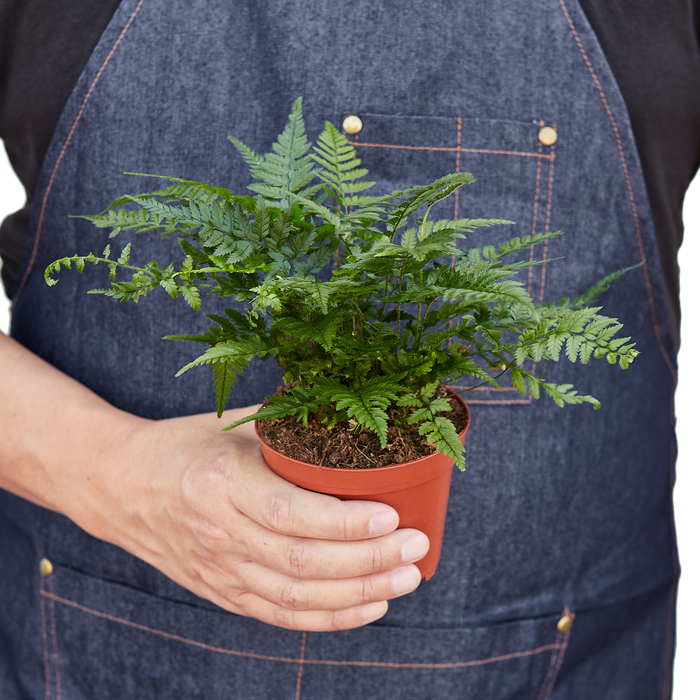 Polystichum Tsus-Simense Korean Rock' Fern