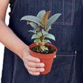 Ficus Tineke Variegated Rubber Plant