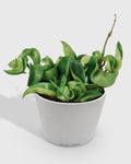 Hoya Hindu Rope Krinkle Curl