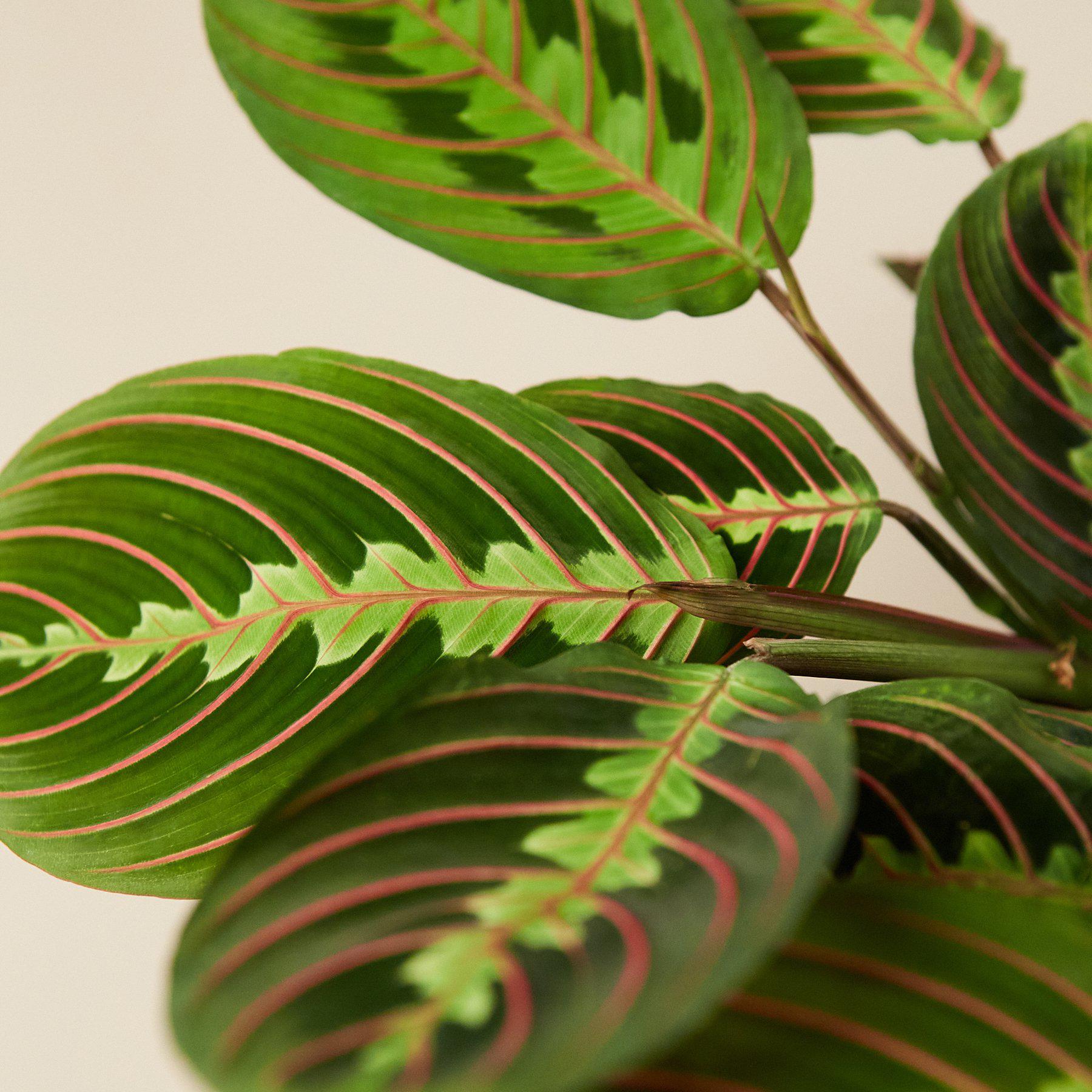 Maranta Red Prayer - 6" Pot - NURSERY POT ONLY