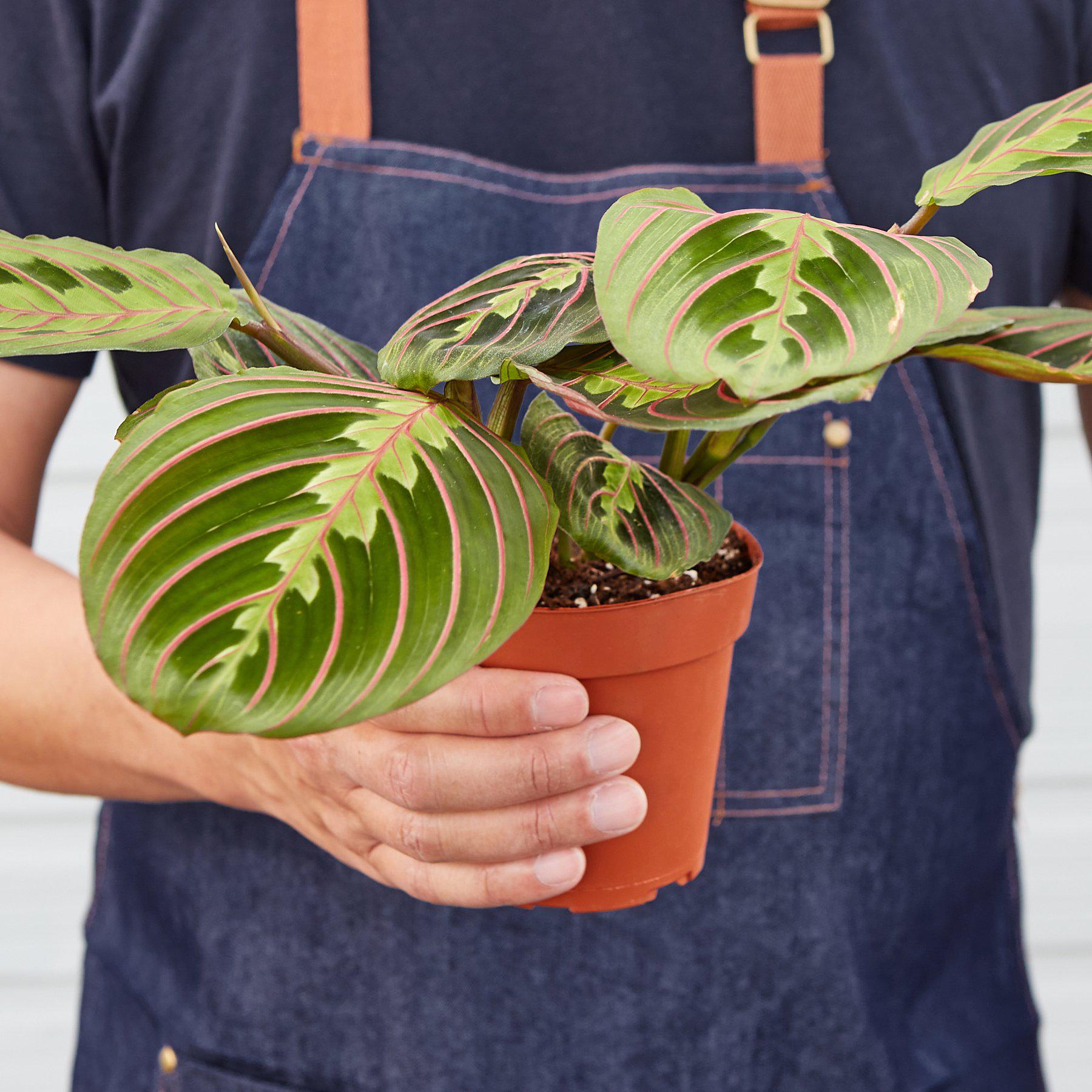 Maranta Red Prayer - 6" Pot - NURSERY POT ONLY