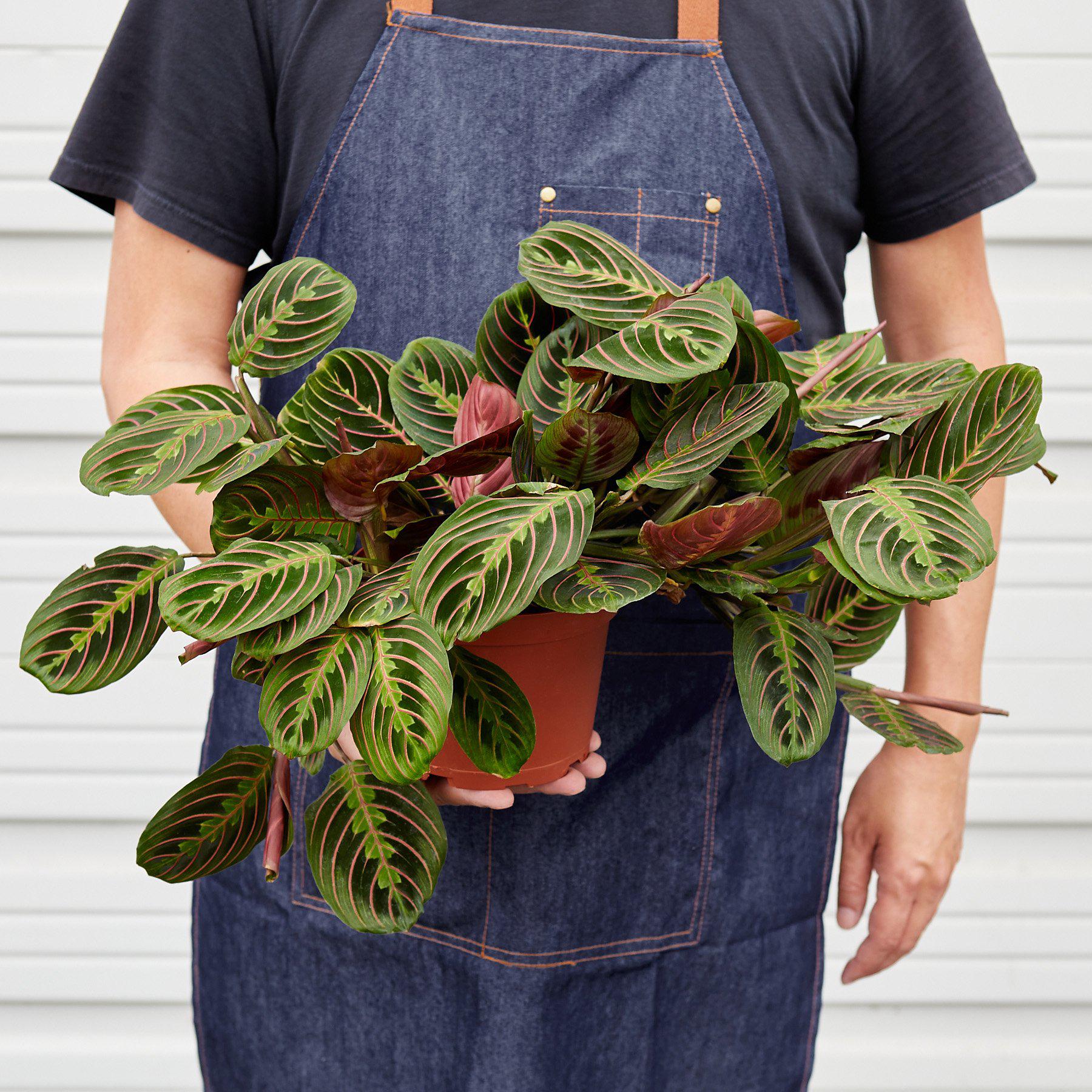 Maranta Red Prayer - 4" Pot - NURSERY POT ONLY
