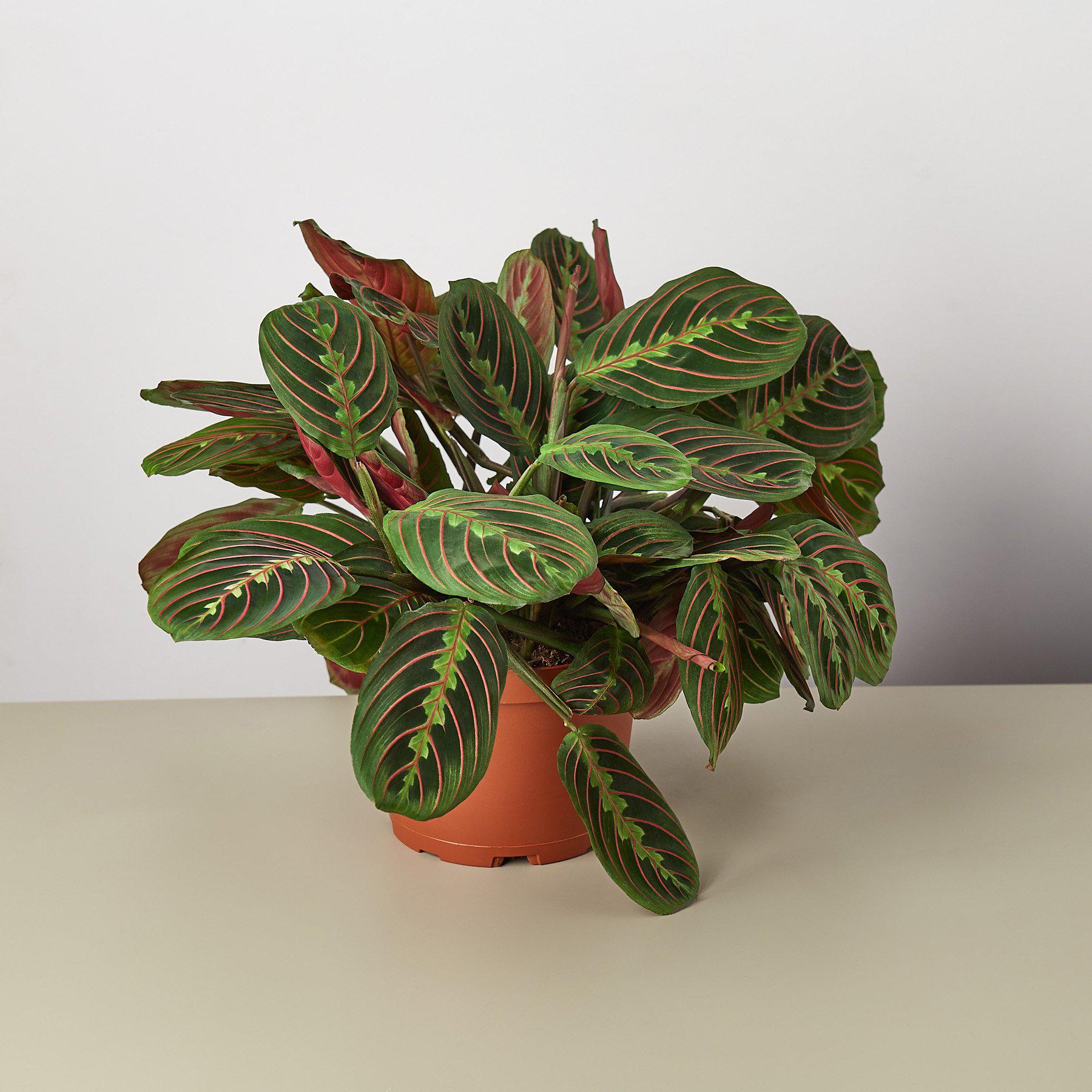 Maranta Red Prayer - 4" Pot - NURSERY POT ONLY