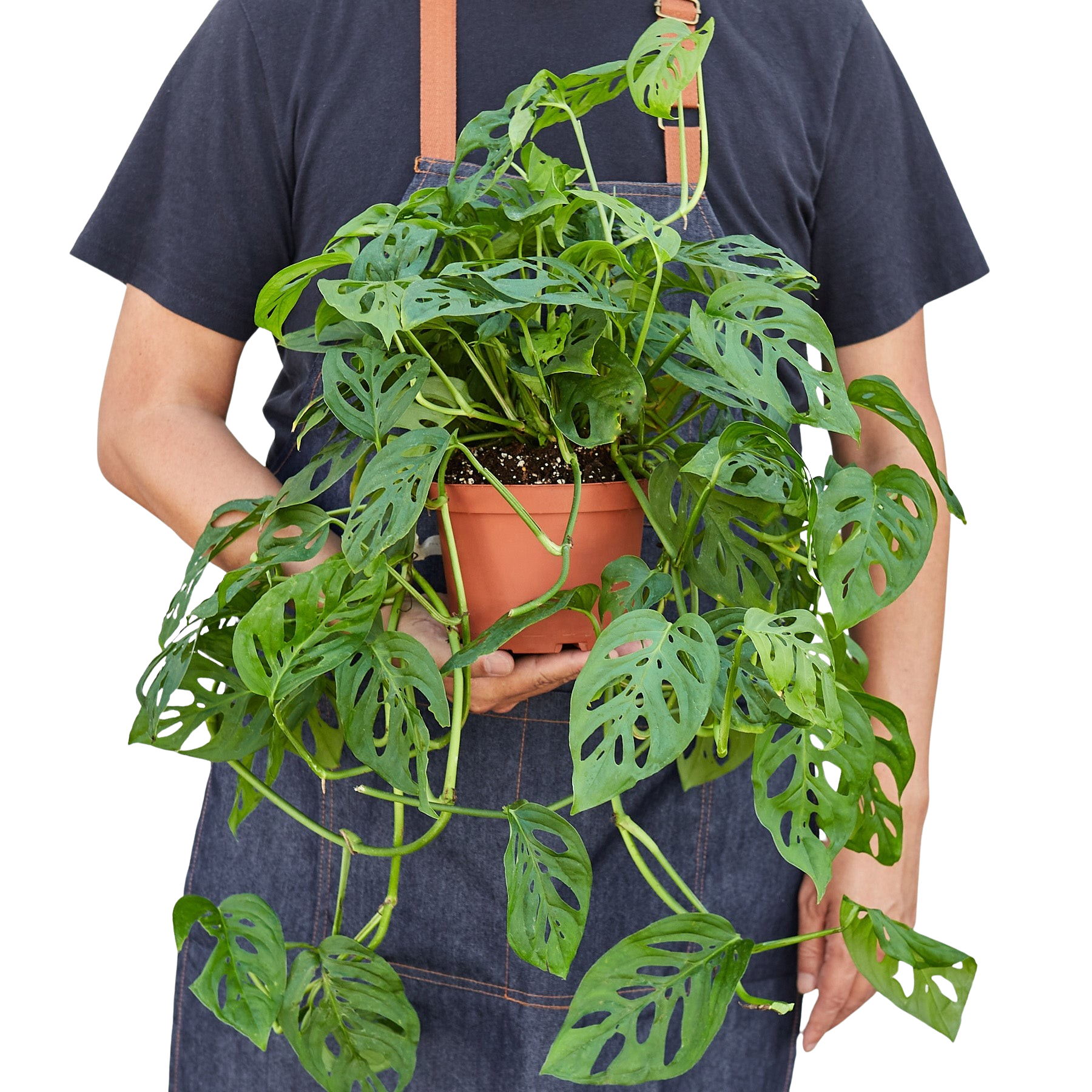 Monstera Adansonii Swiss Cheese | Easy Care Vining Plant | House Plant Shop