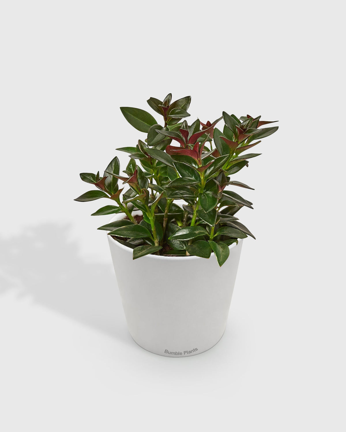 Nematanthus Nervosus Black Goldfish