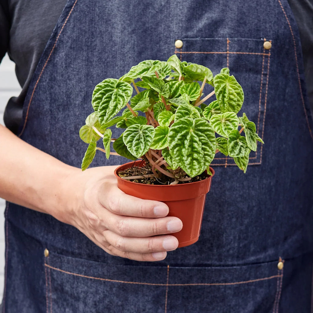 Peperomia Emerald Ripple Pepper