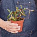 Peperomia Graveolens Ruby Glow Succulent