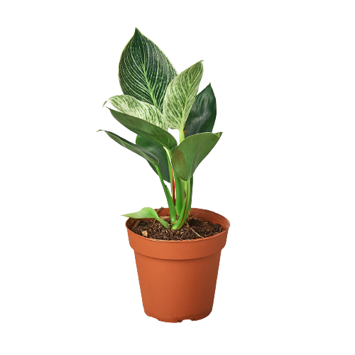 Philodendron Birkin Variegata