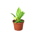 Philodendron 'Moonlight' - 6" Pot - NURSERY POT ONLY