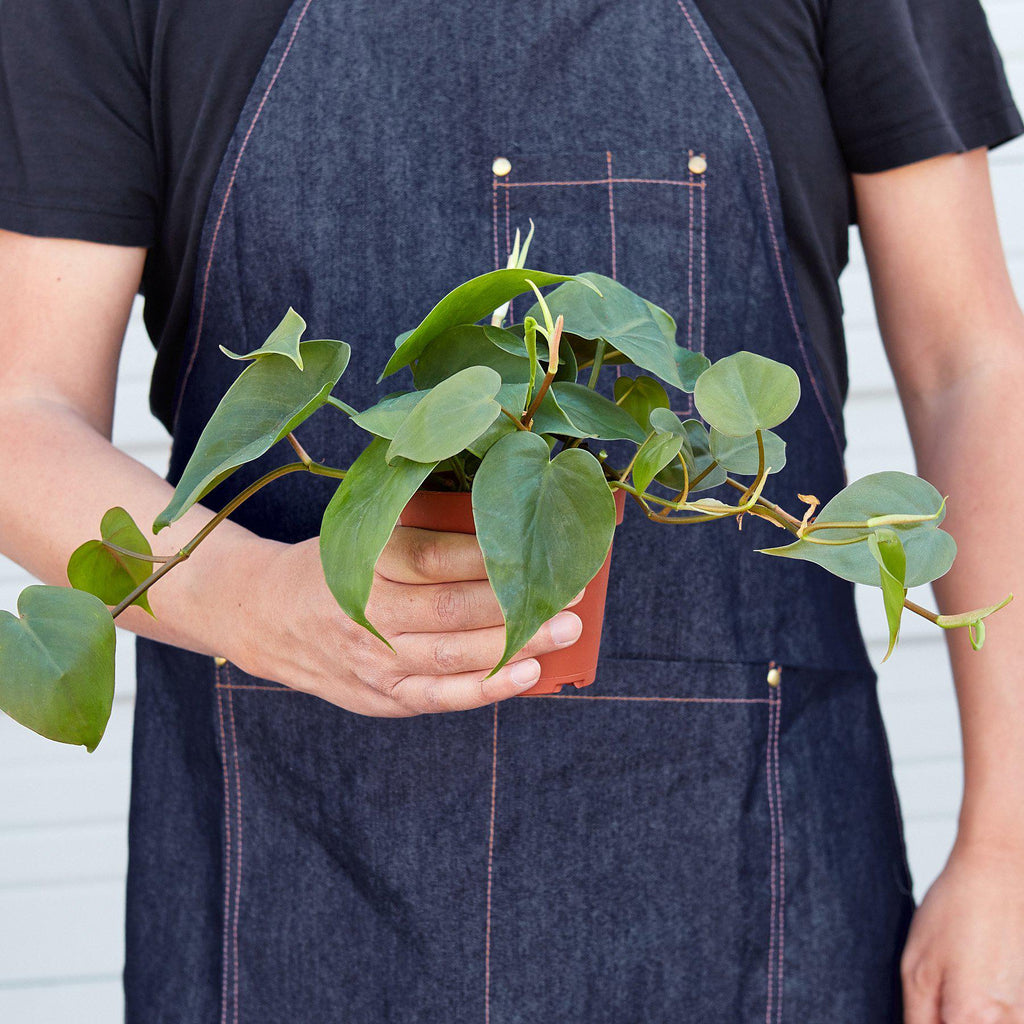 Philodendron Cordatum Heartleaf | Easy Care Climbing Houseplant | House Plant Shop
