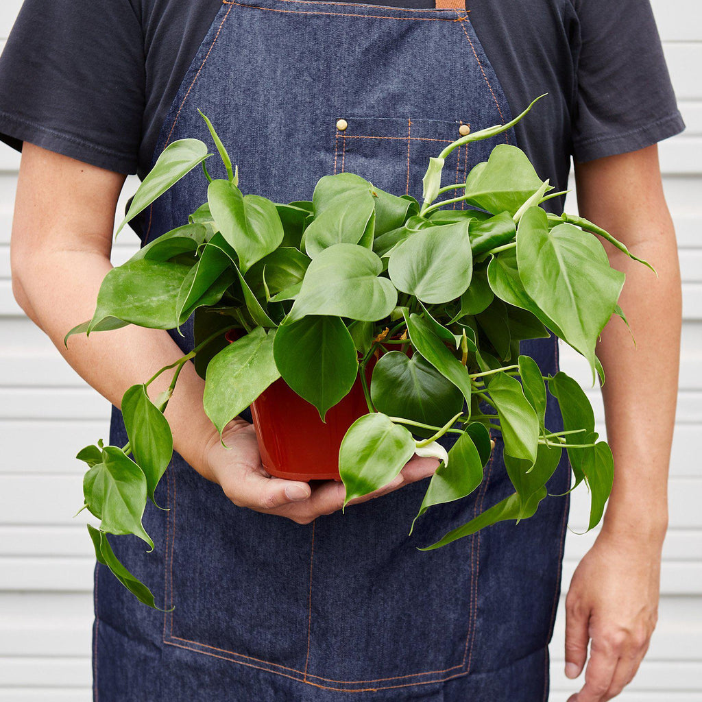 Philodendron Cordatum Heartleaf | Easy Care Climbing Houseplant | House Plant Shop