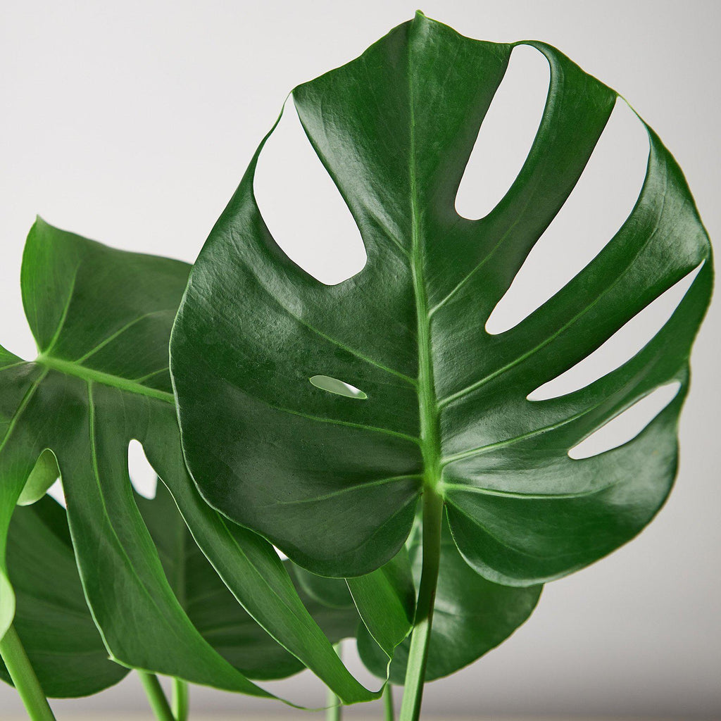 Monstera Deliciosa 'Split-Leaf'