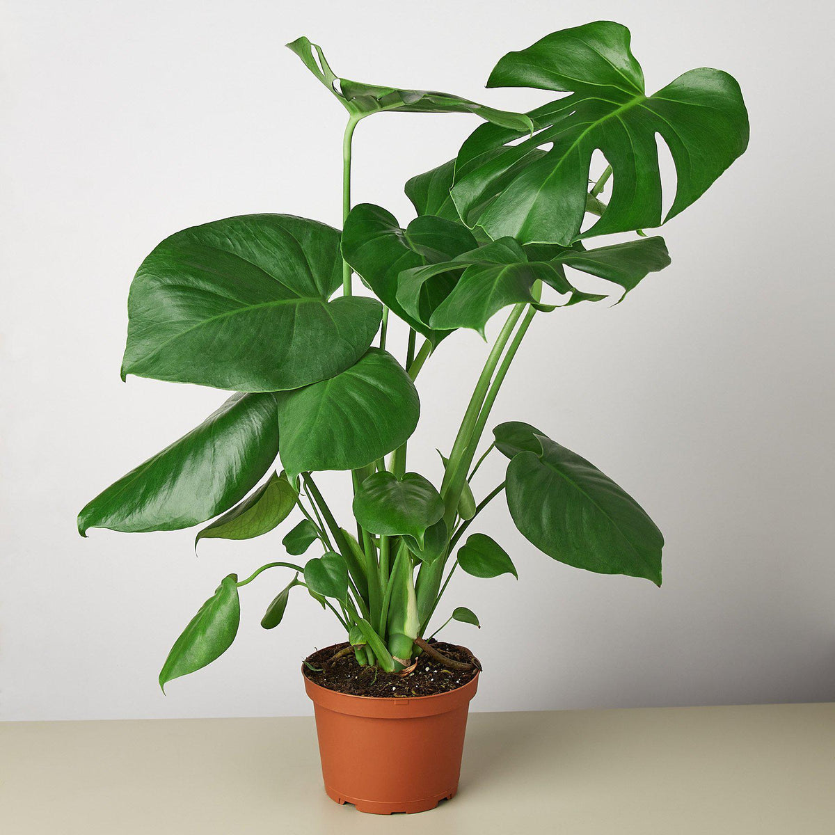 Monstera Deliciosa 'Split-Leaf'