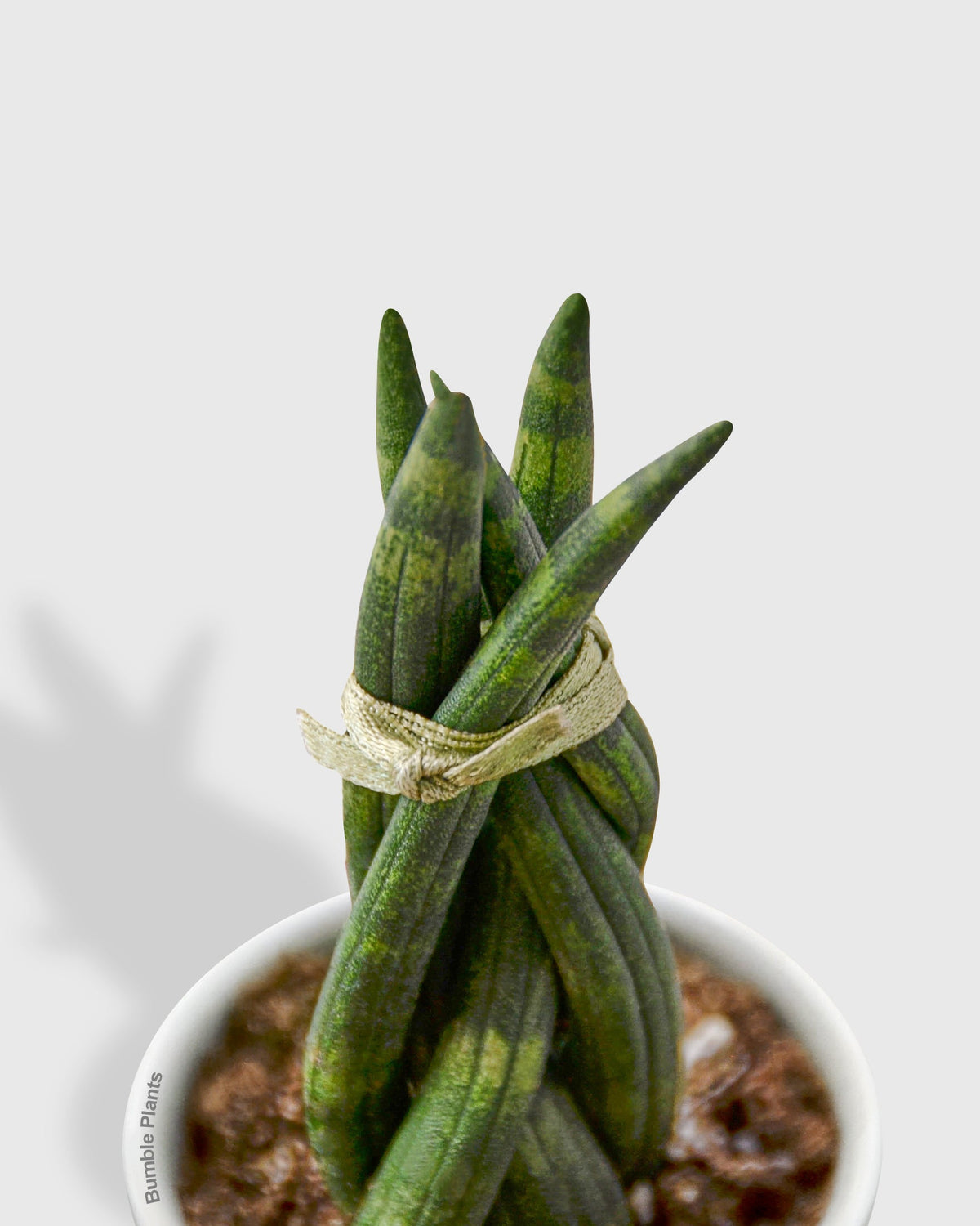 Sansevieria Trifasciata Braided Snake Plant