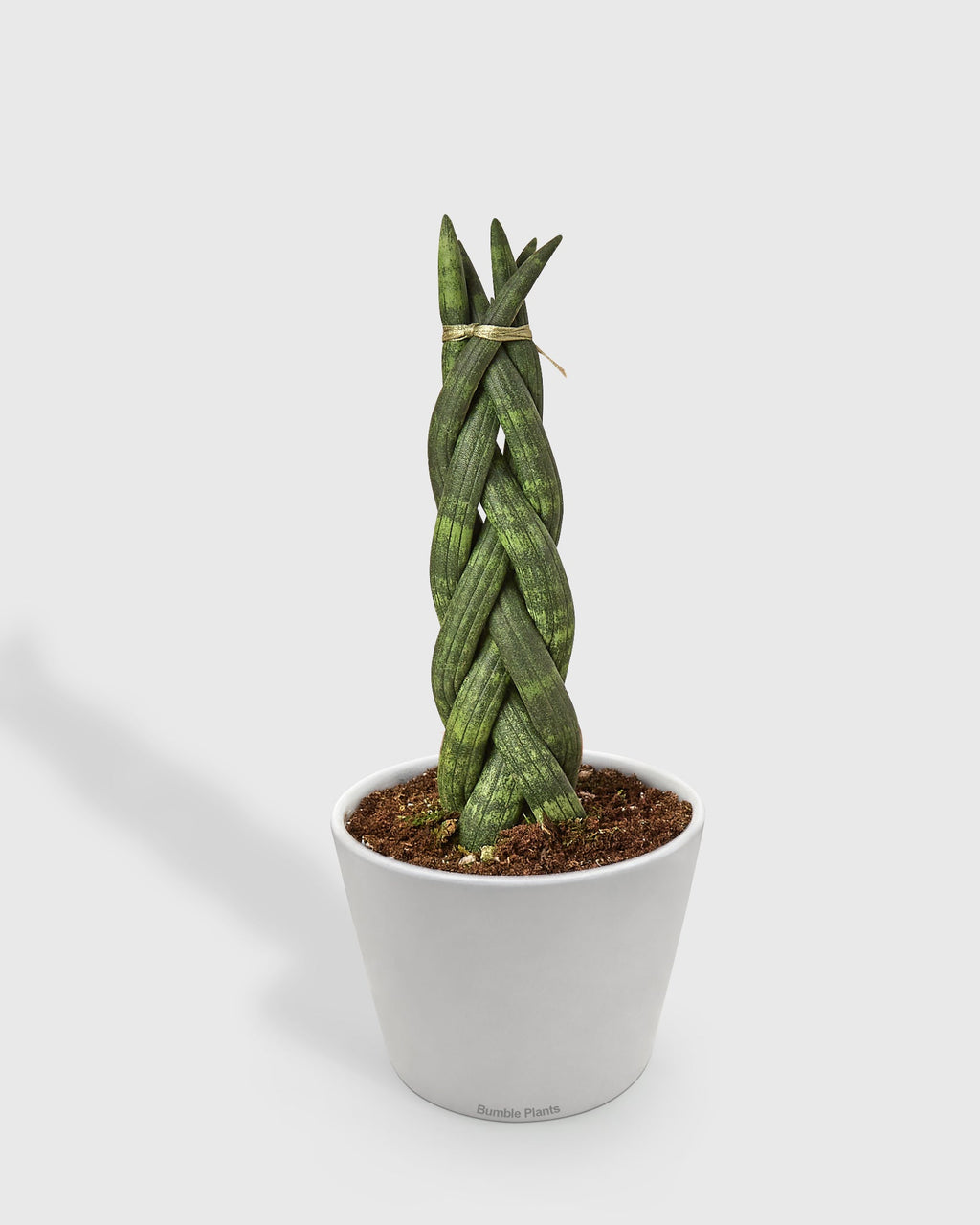 Sansevieria Trifasciata Braided Snake Plant
