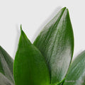 Sansevieria Trifasciata Jade Snake Plant