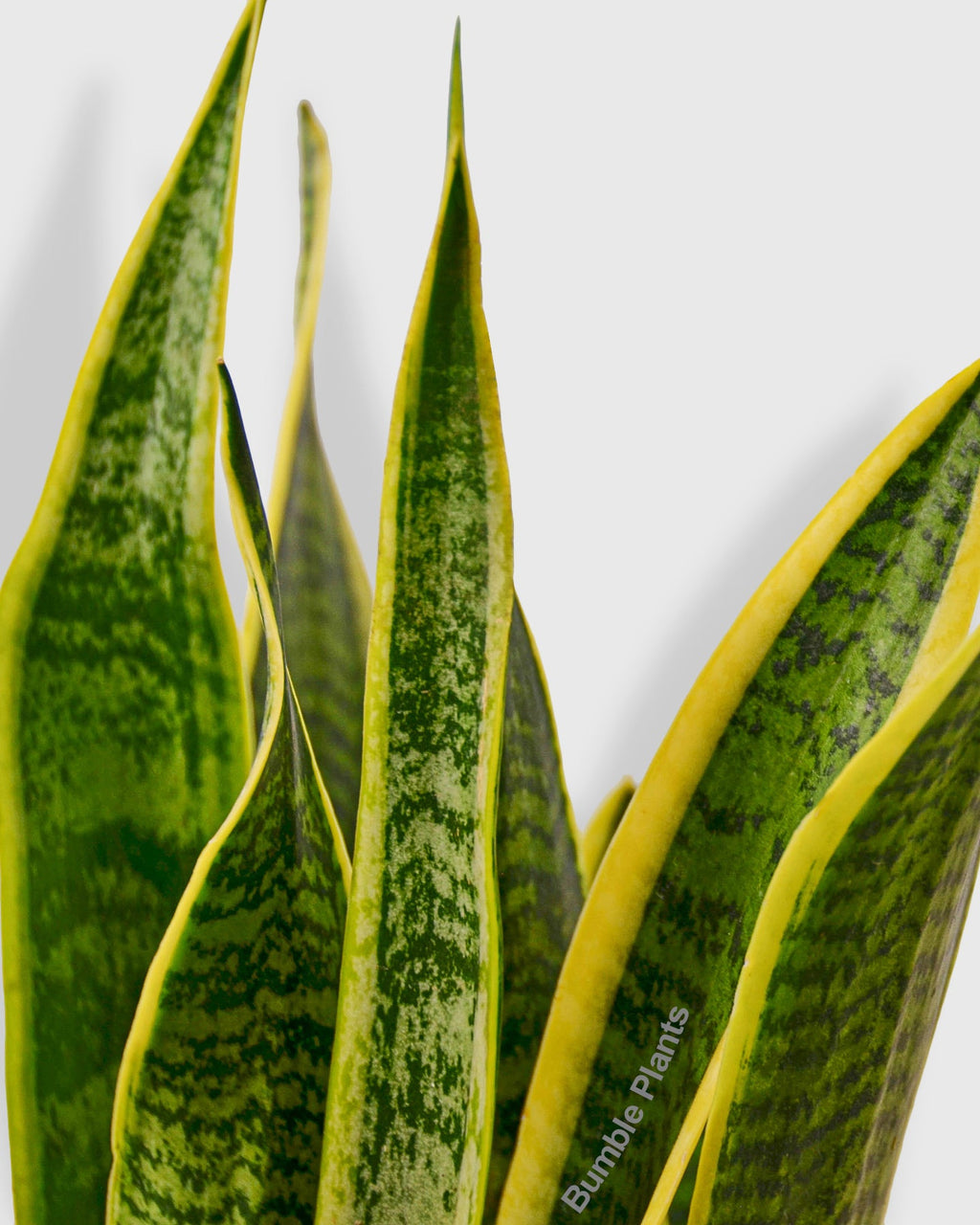 Sansevieria Trifasciata Laurentii Snake Plant