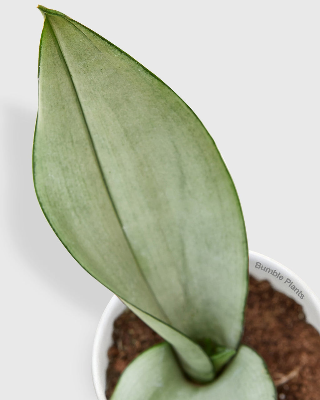 Sansevieria Trifasciata Moonshine Snake Plant